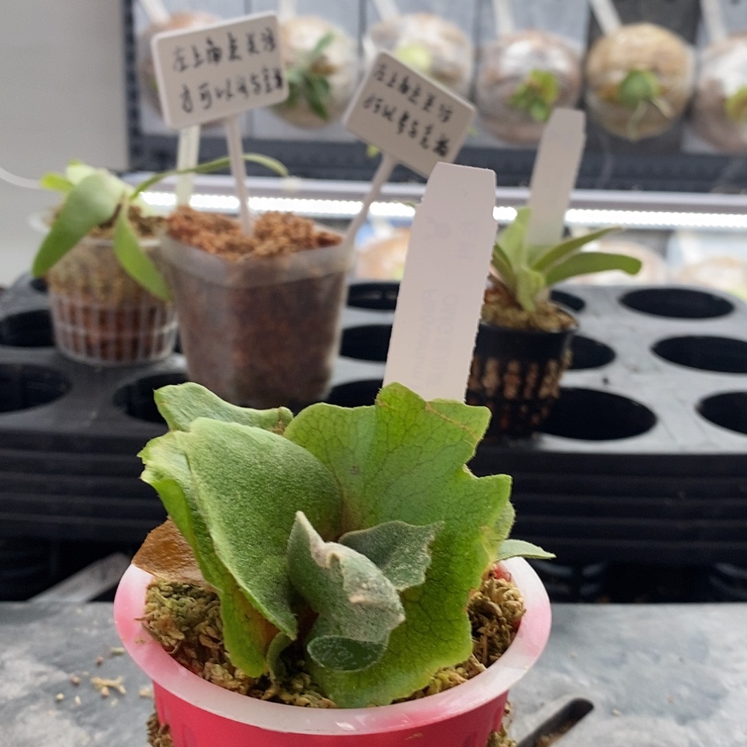 无花朵omg鹿角蕨鹿角蕨