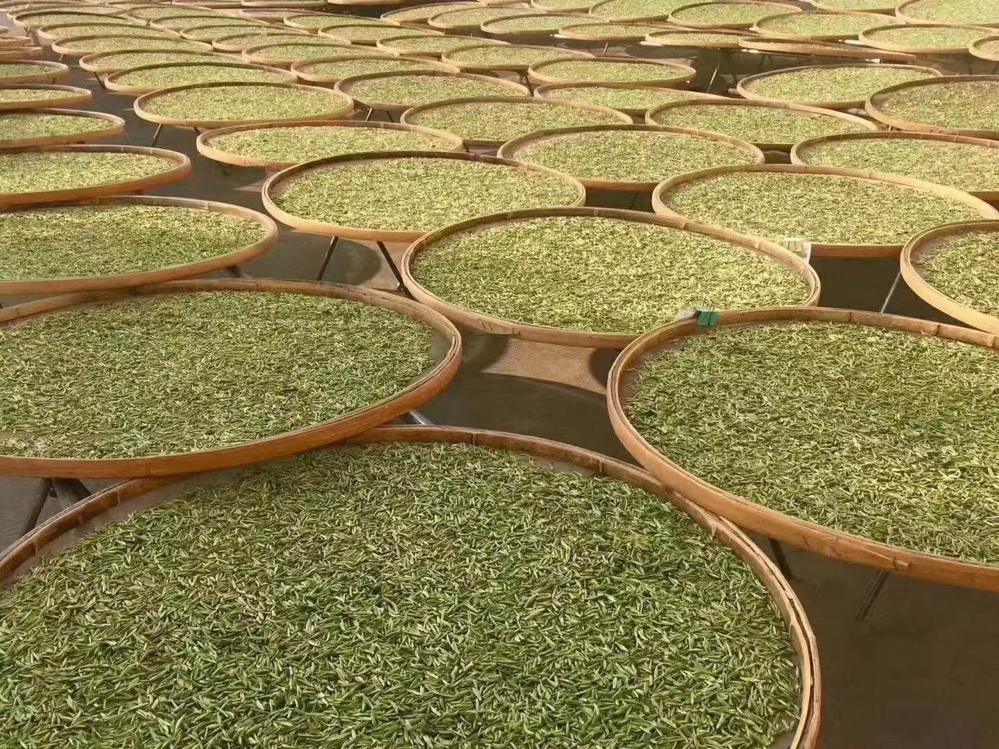 2025年管阳河山头采白毫银针.鲜甜.毫香花香