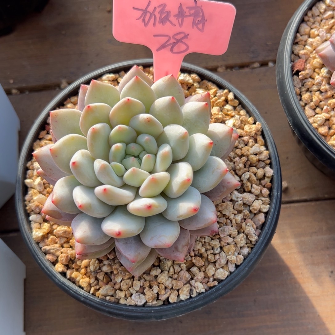 猴***精半夏杂11111111111111111