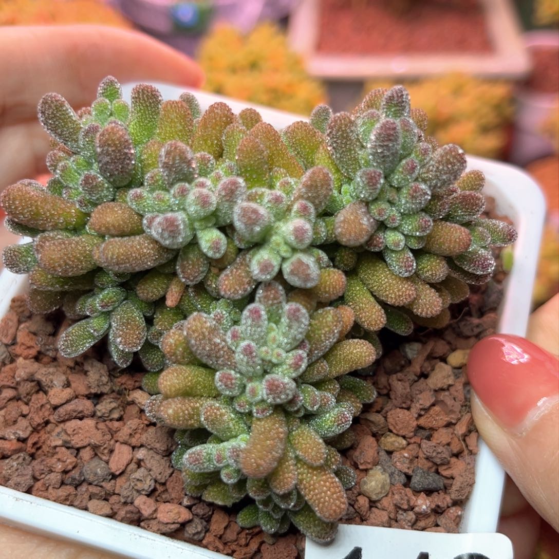 149实生冰晶可爱多肉植物