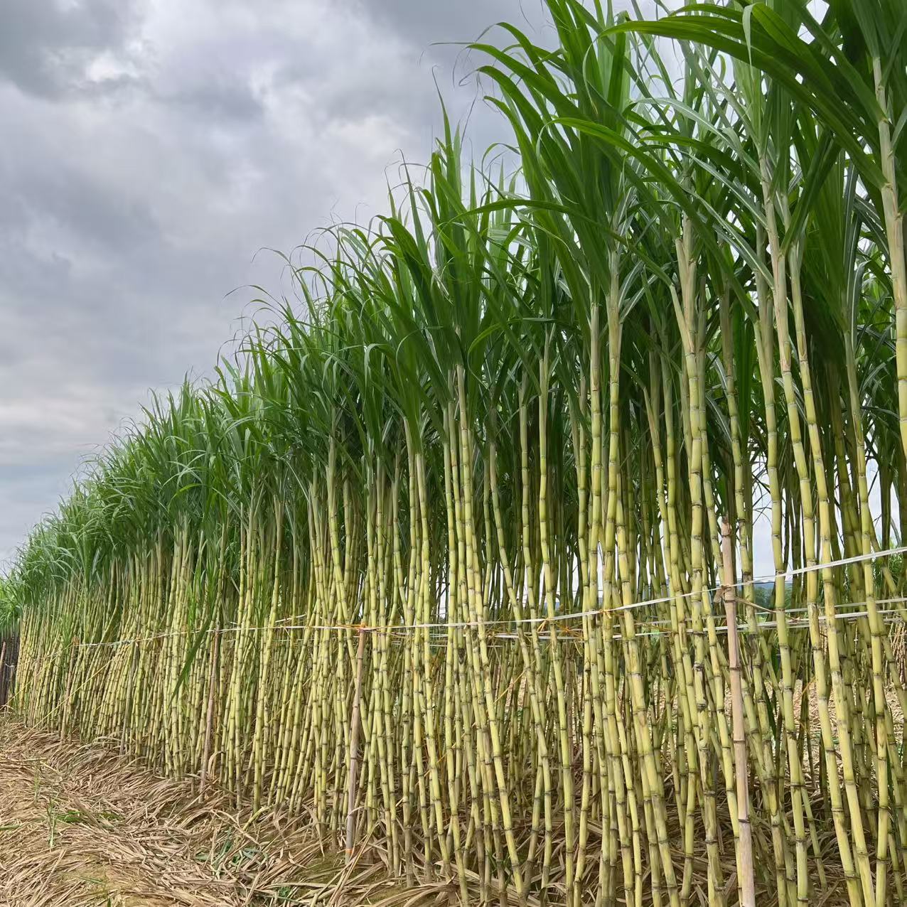 青皮甘蔗 一根5~6斤