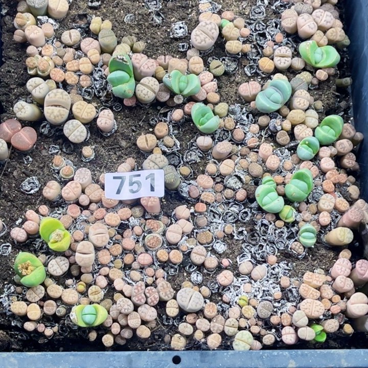 751 生石花一物一图带框