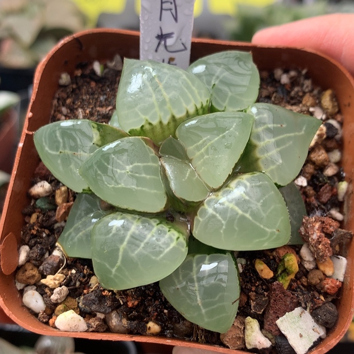 月光女神一物一拍