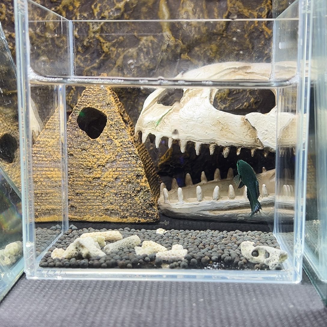 斗鱼精品精品精品精品精品