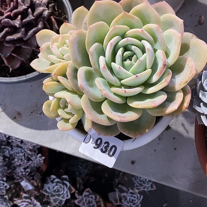 小****930凤橙多肉植物多肉