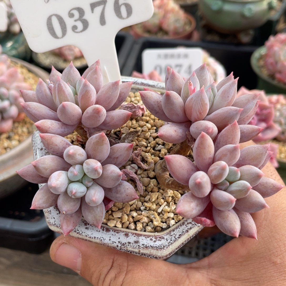 0376所罗门不带盆11厘米