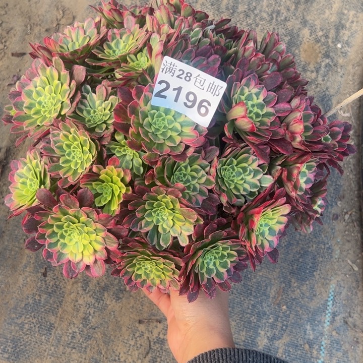 2196南朝霞多肉植物