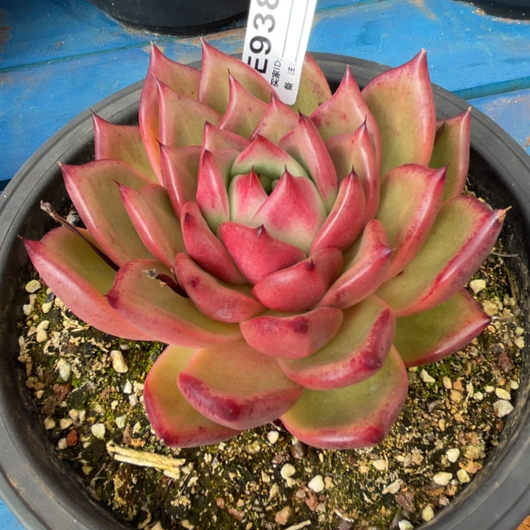 无花朵若如东云组拍E938