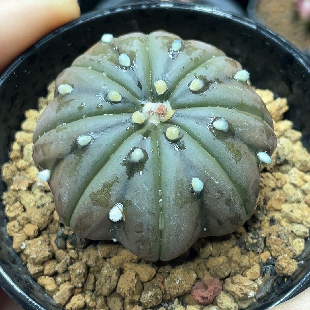 实生根系，紫皮海星兜