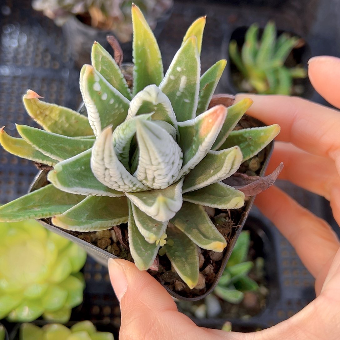 皇帝多肉多肉多肉多肉一颗