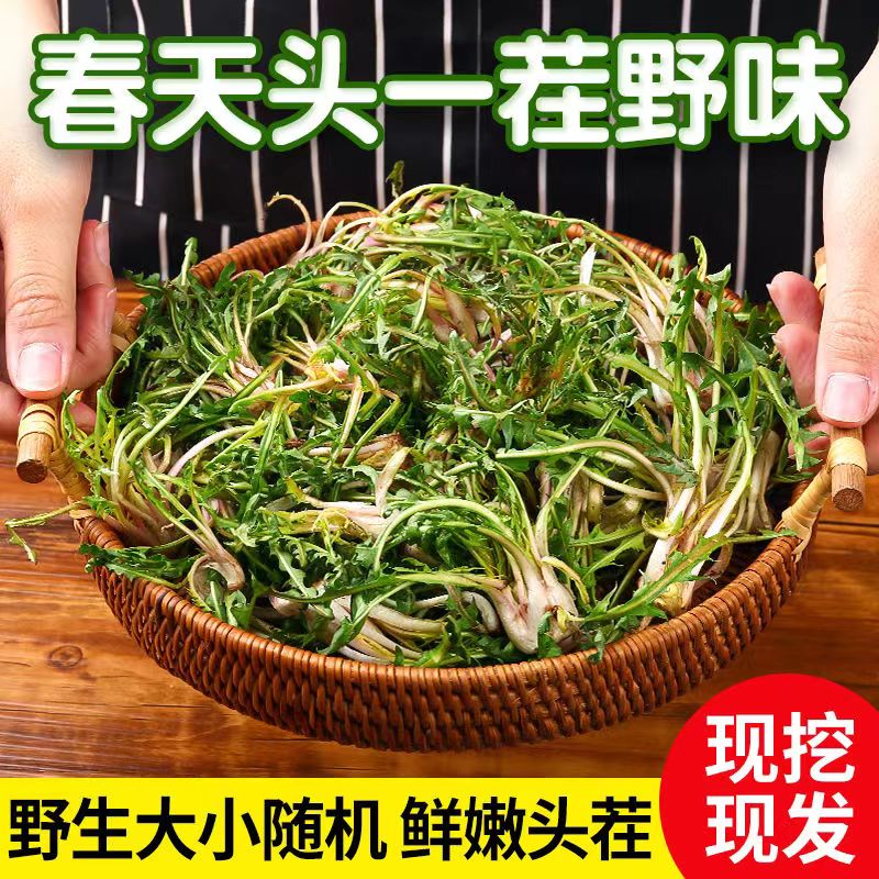 新鲜婆婆丁蒲公英山野菜东北蘸酱菜苦菜现采现发1斤2斤3斤顺丰