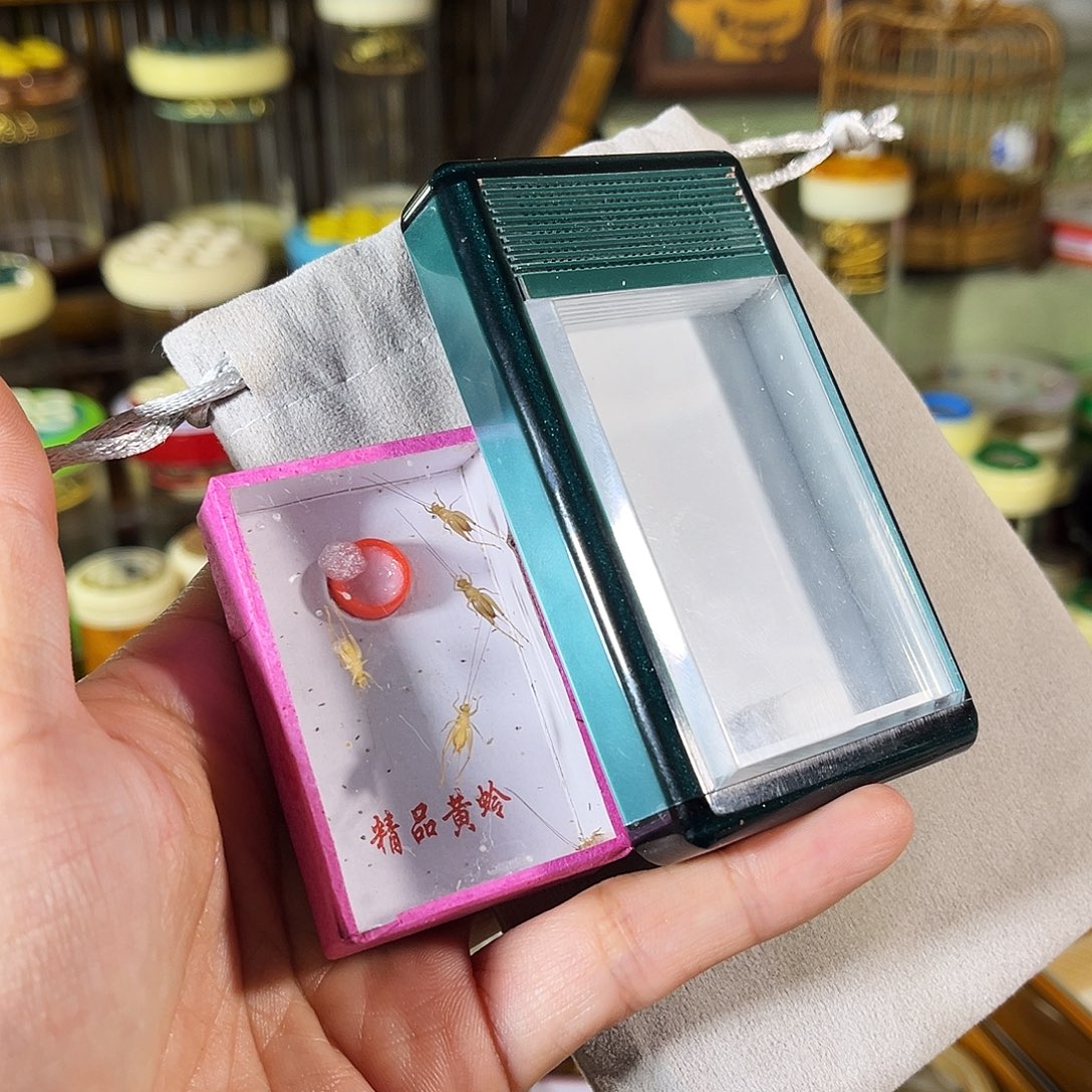 蟋蟀有机黄蛉盒+小黄蛉+布套