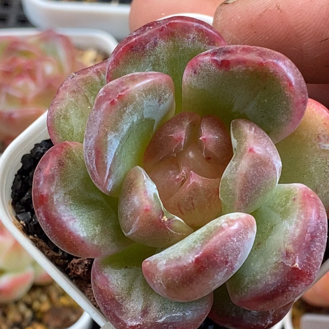 天官赐福百无禁忌