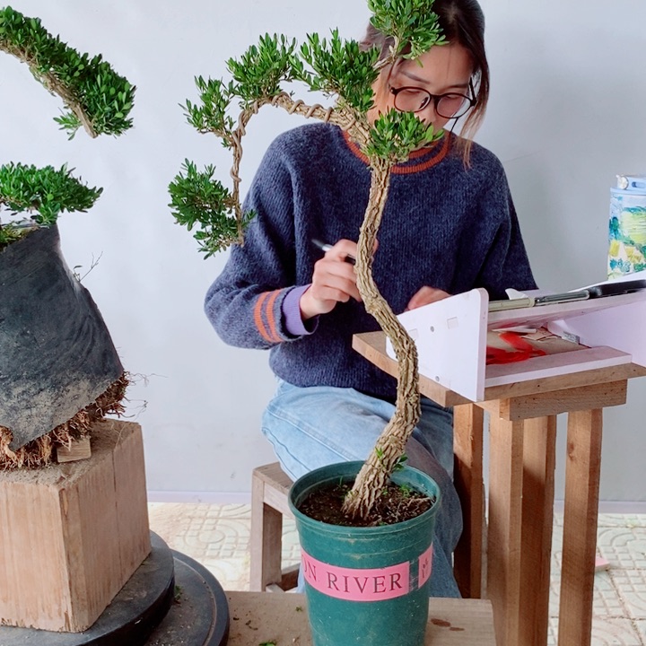 无花朵风**阻广东黄杨