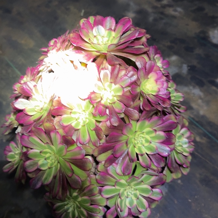 精品舞天姬大波浪捧花亏本福利