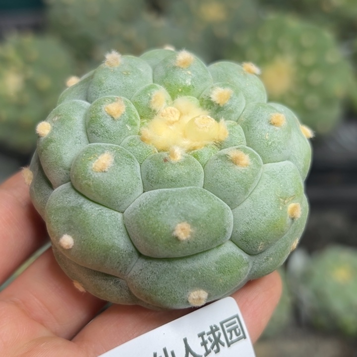 万*。733 无根 仙人球的故事是
