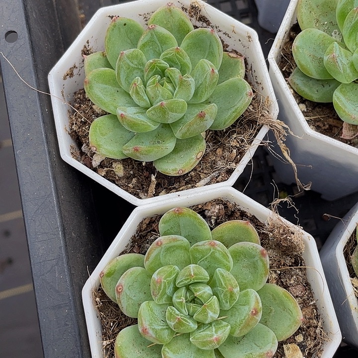 雪花珍妮带盆土发货