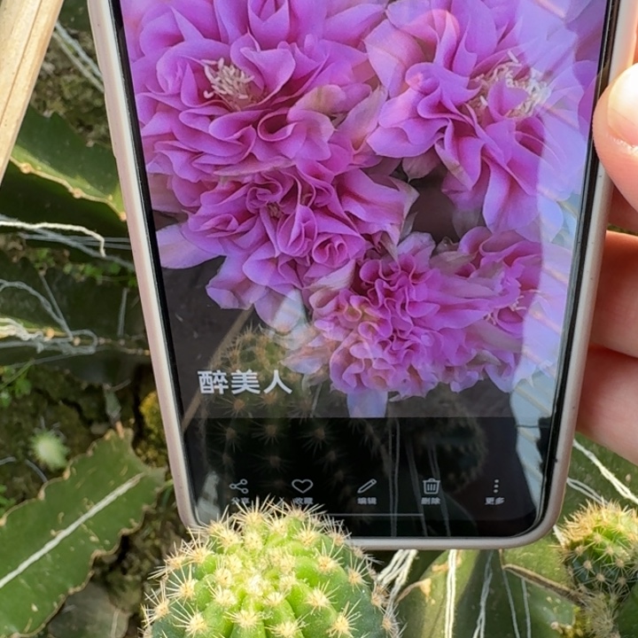 225金刚醉美人歪4公分左右无根侧牙