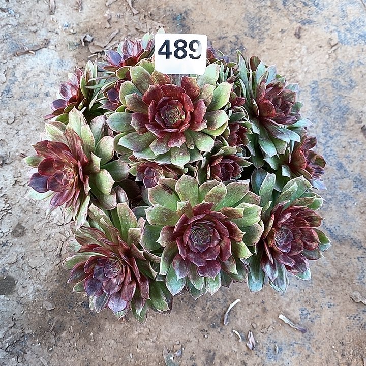 法师植物一物一拍，