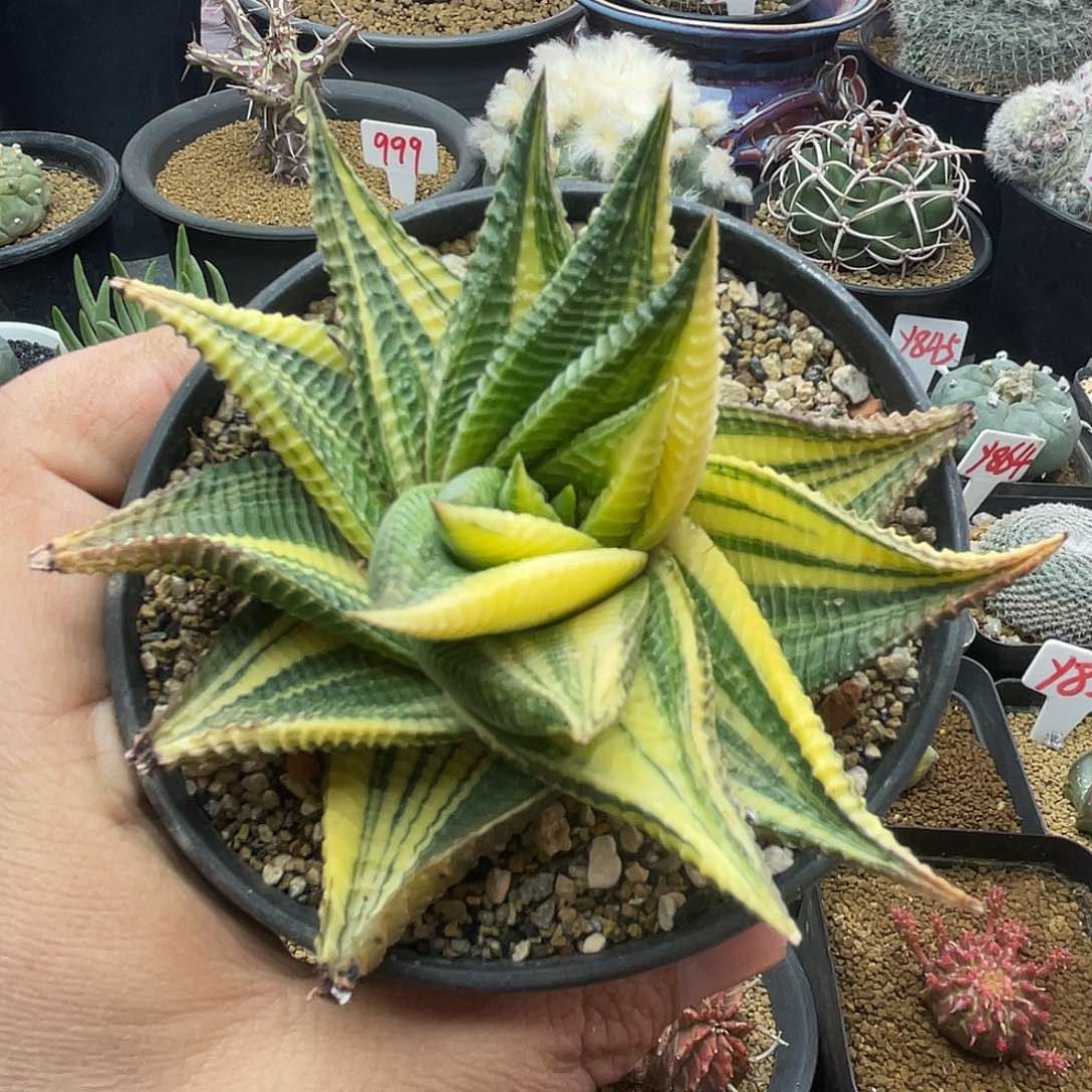 实生琉璃殿锦 致远多肉