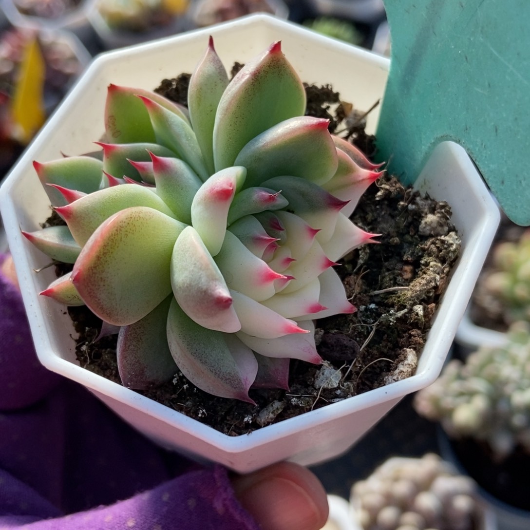 9吉娃娃锦多肉植物