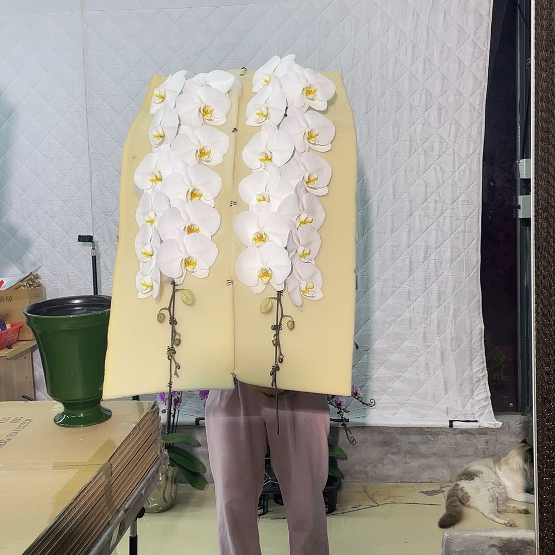 无花朵大白双花剑