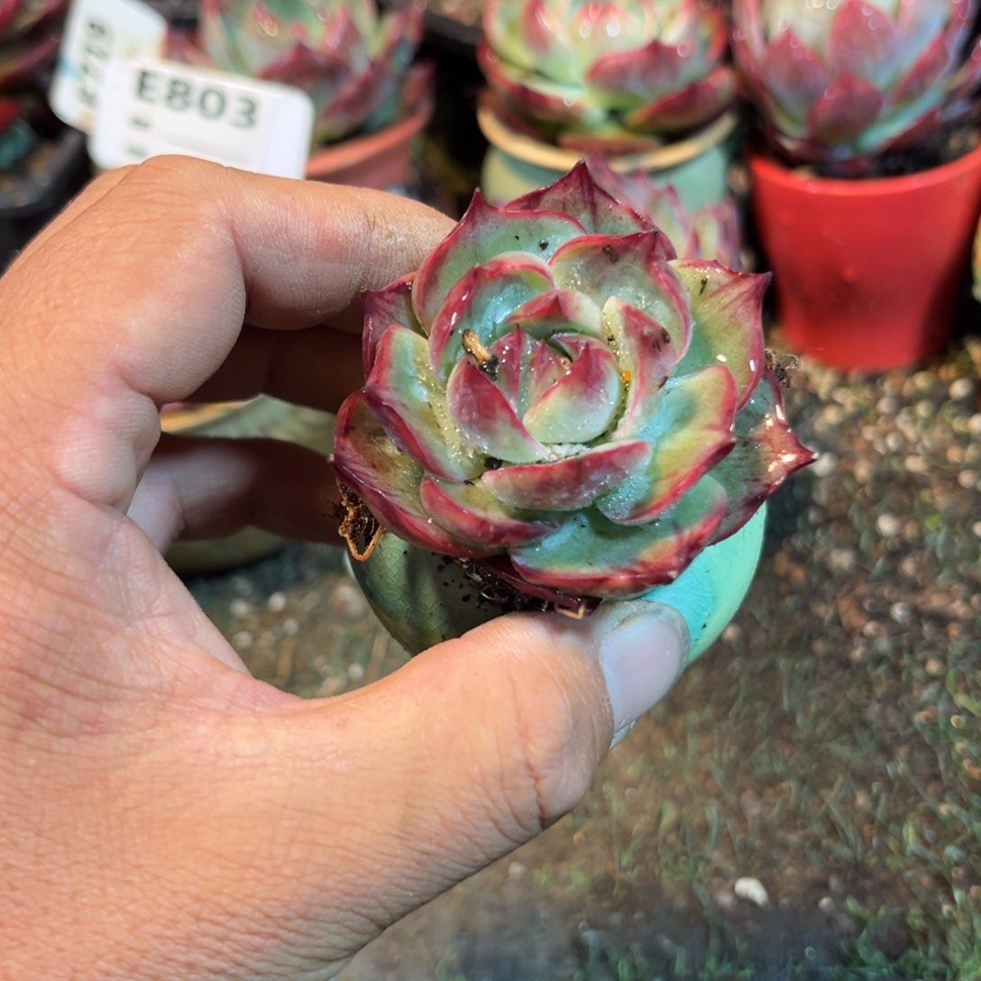 惊鸿一瞥多肉植物