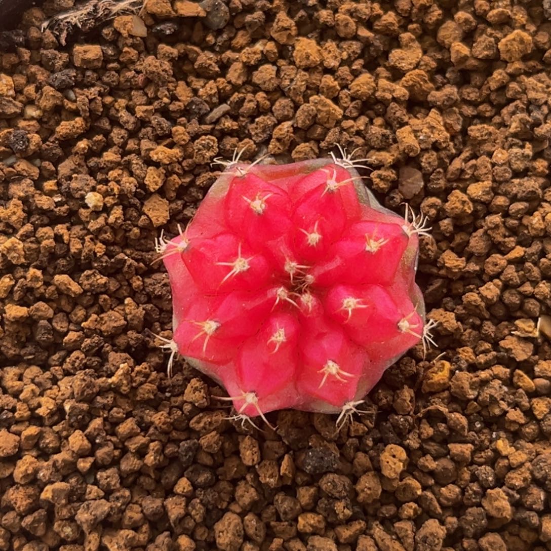 樱花粉穹顶 米哈仙人球