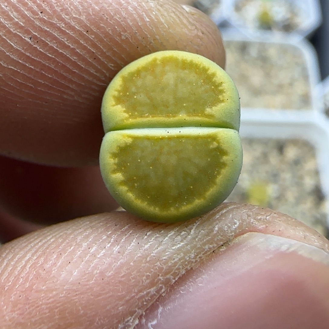 320 生石花大棚直播