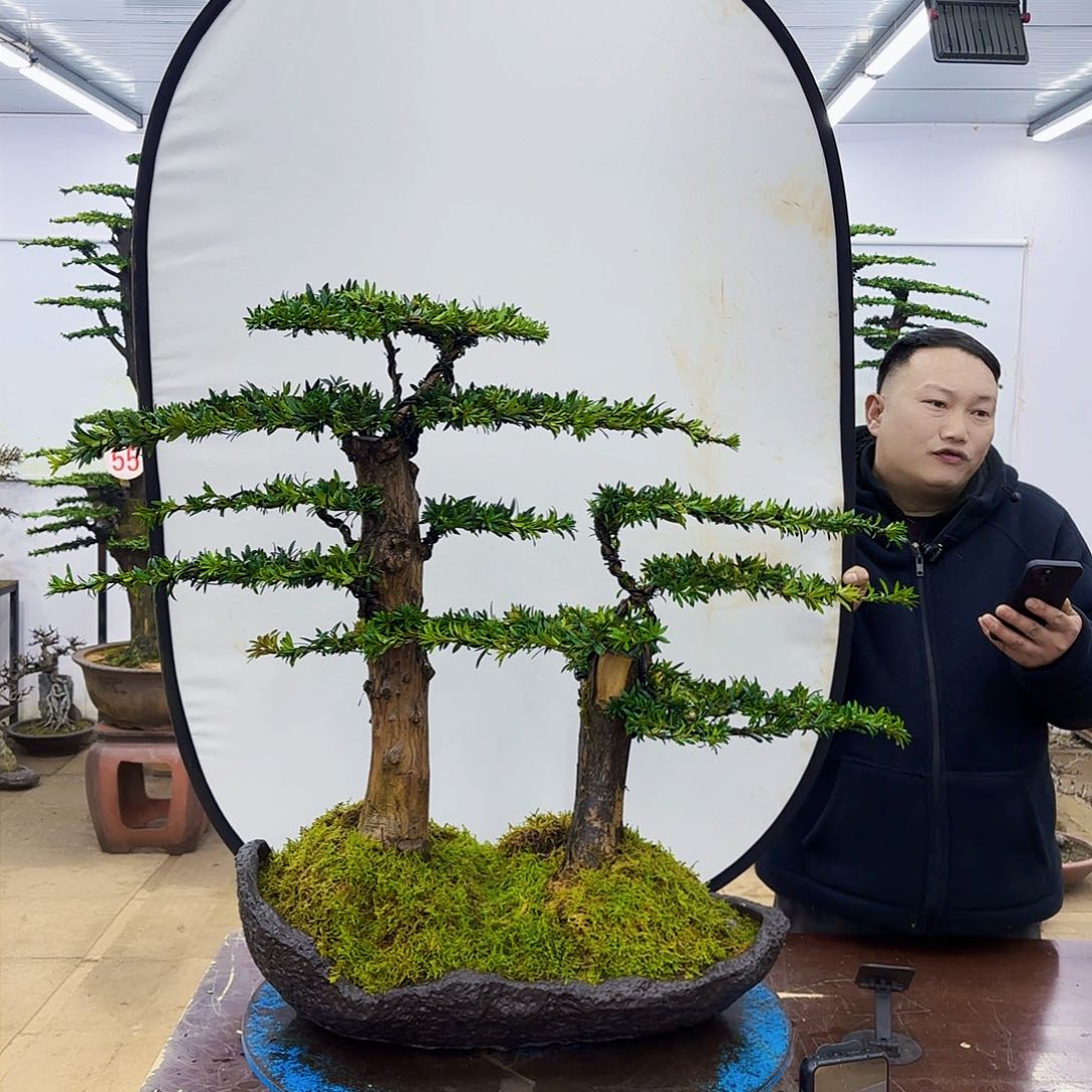 盆景欢迎大家一起来捡漏