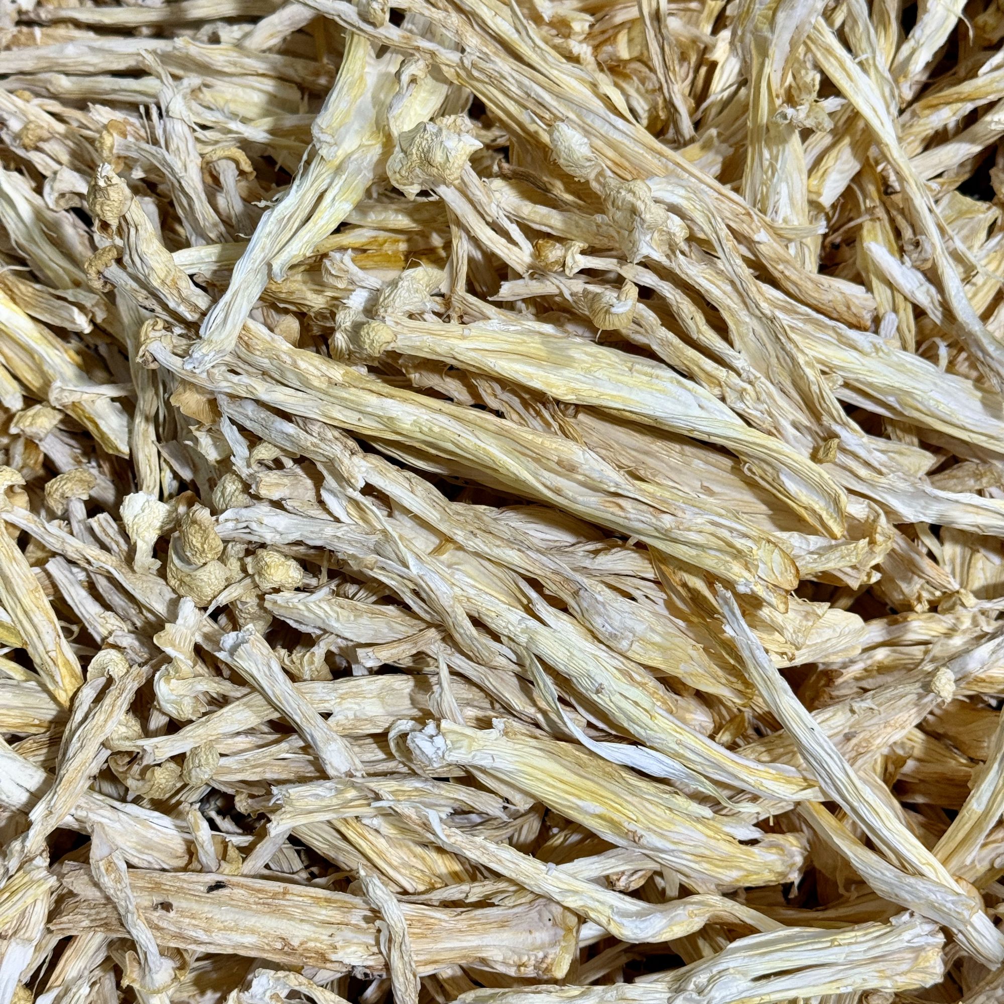 当季精品海鲜菇营养干货