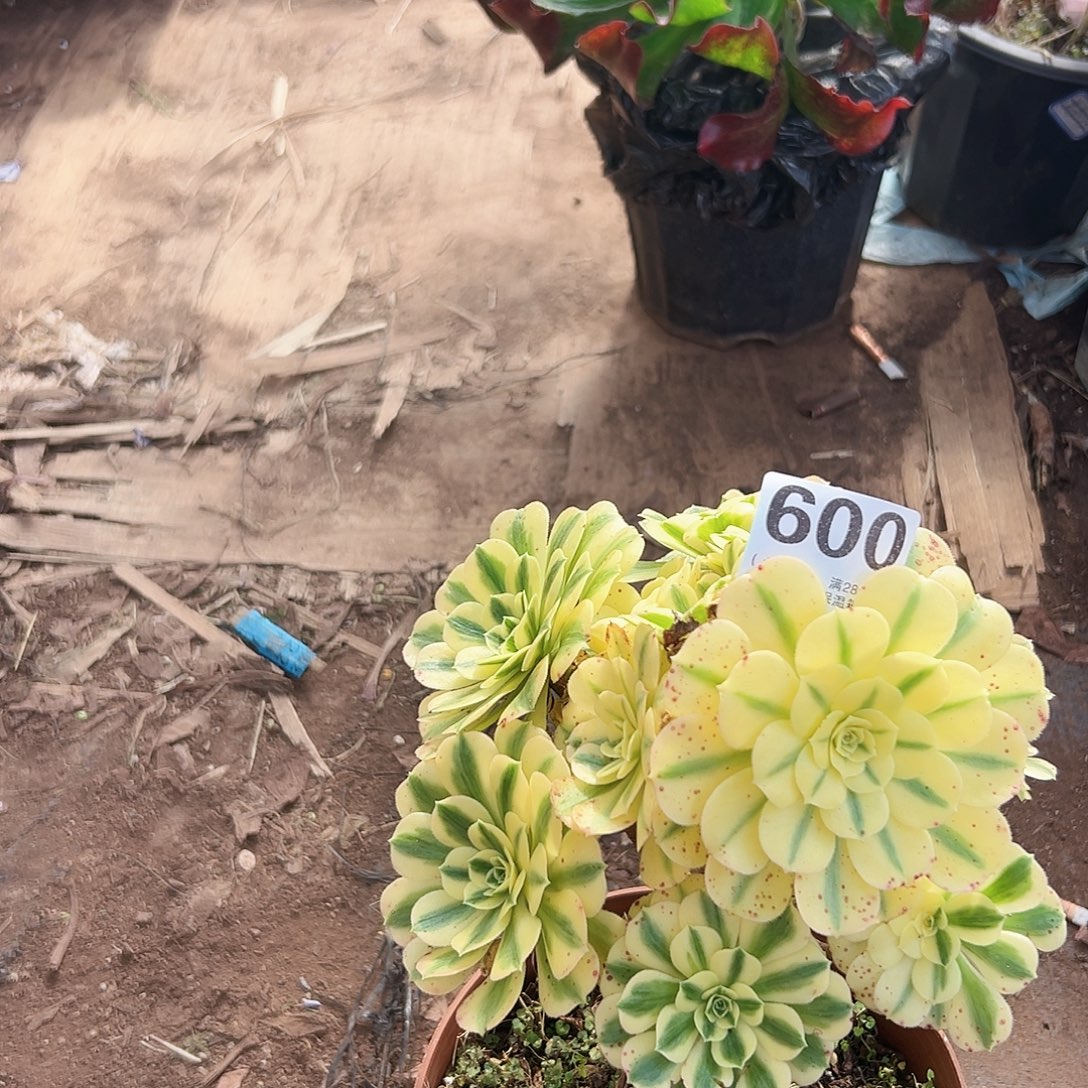 妮***妮600迈巴赫多肉植物