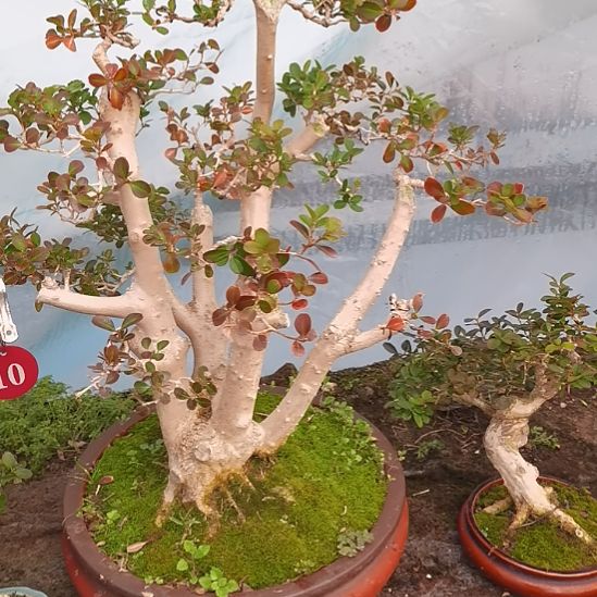 完全开放小叶瓜子黄杨盆景