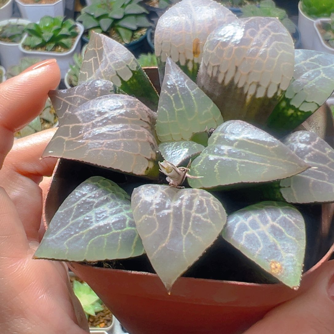 粉玻璃玉露多肉多肉多肉