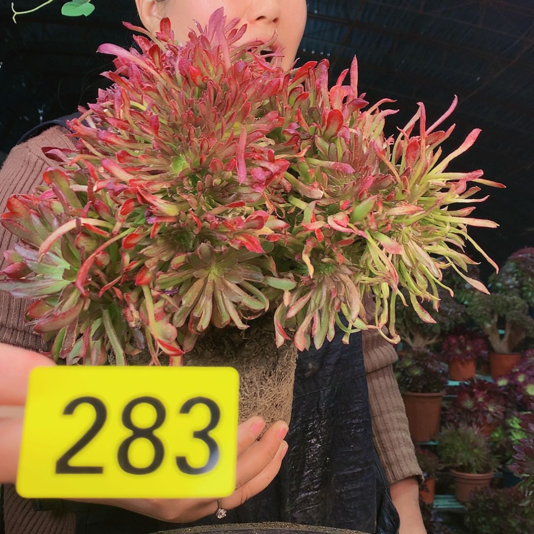 柒哥多肉不包侧断枝283