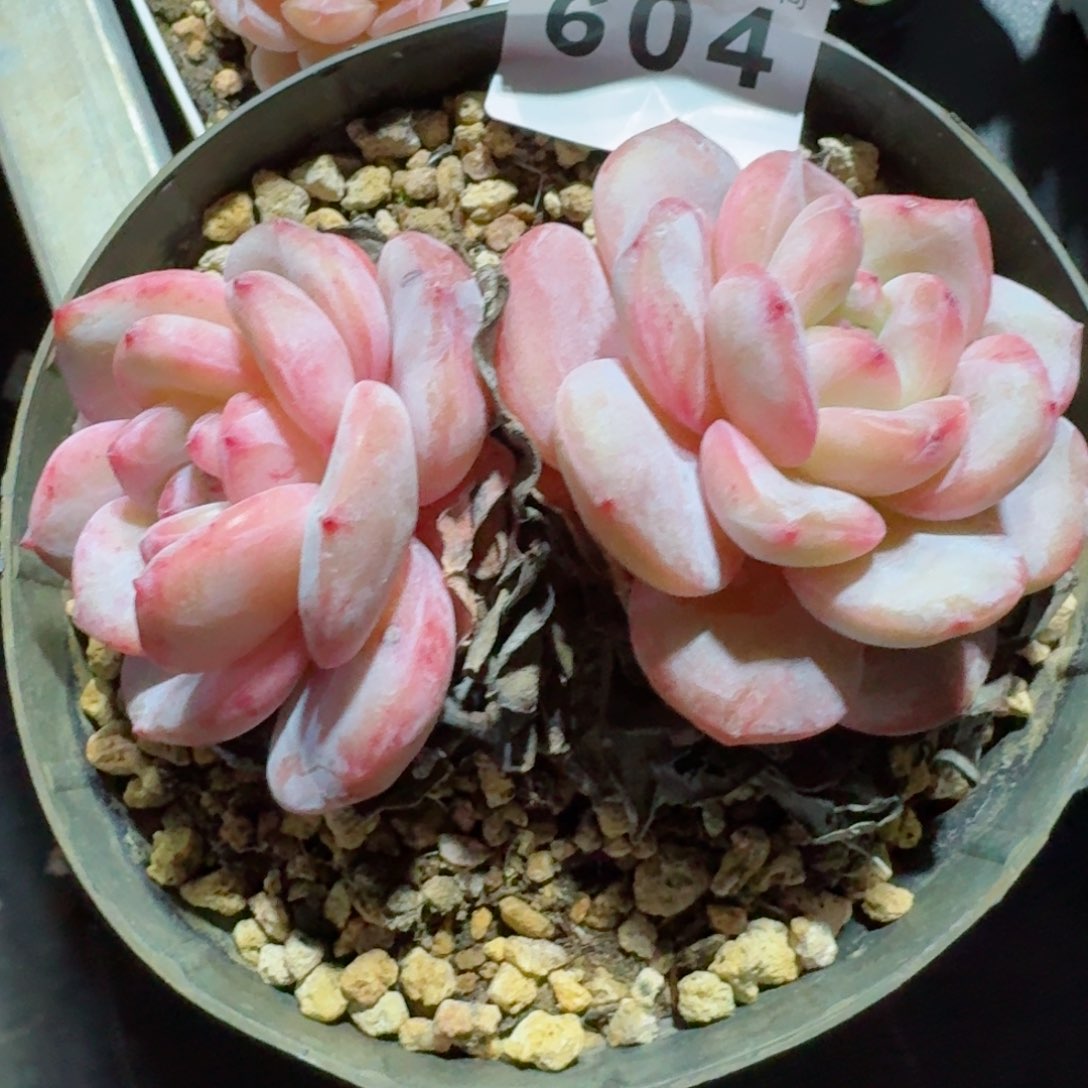 星影         精品多肉