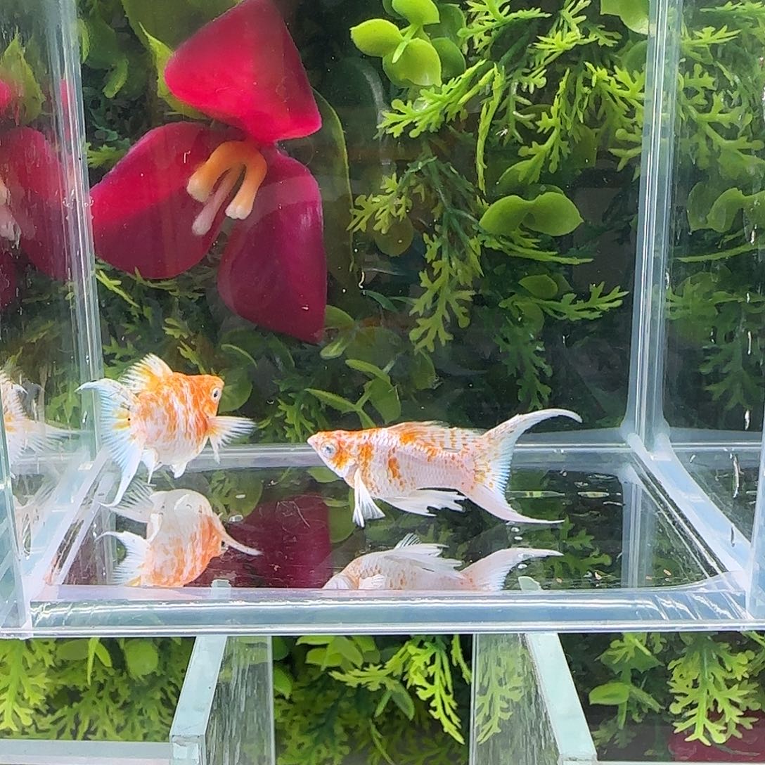 孔雀鱼钻石玛丽樱花一对