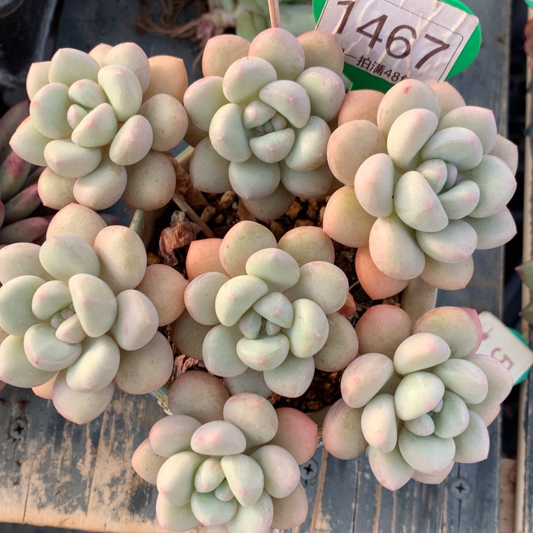 泡泡糖捧花开播福利