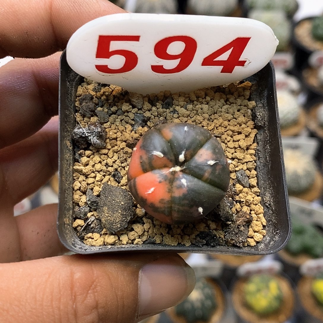 594福利特价咯啦了