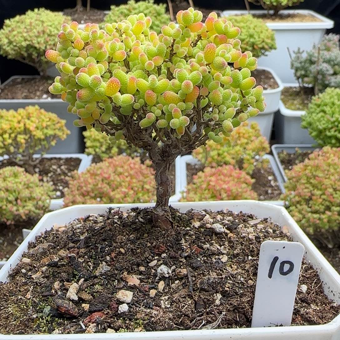 金桔糖球一物一拍