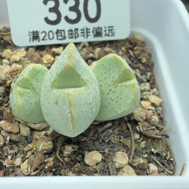 紫式部带盆土3头。        