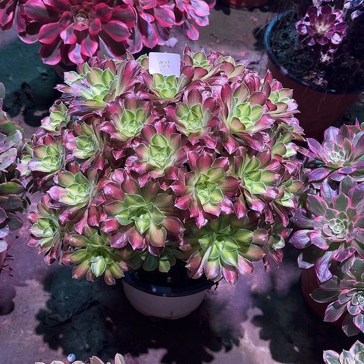 多肉植物绍华00923