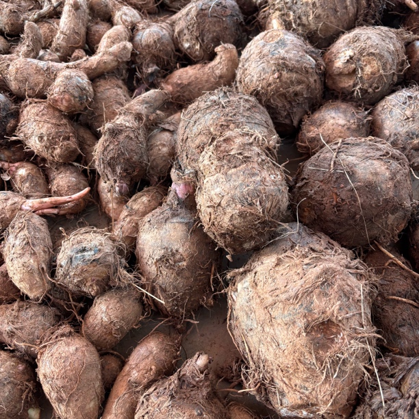 四川泸州农村自种红嘴芋头