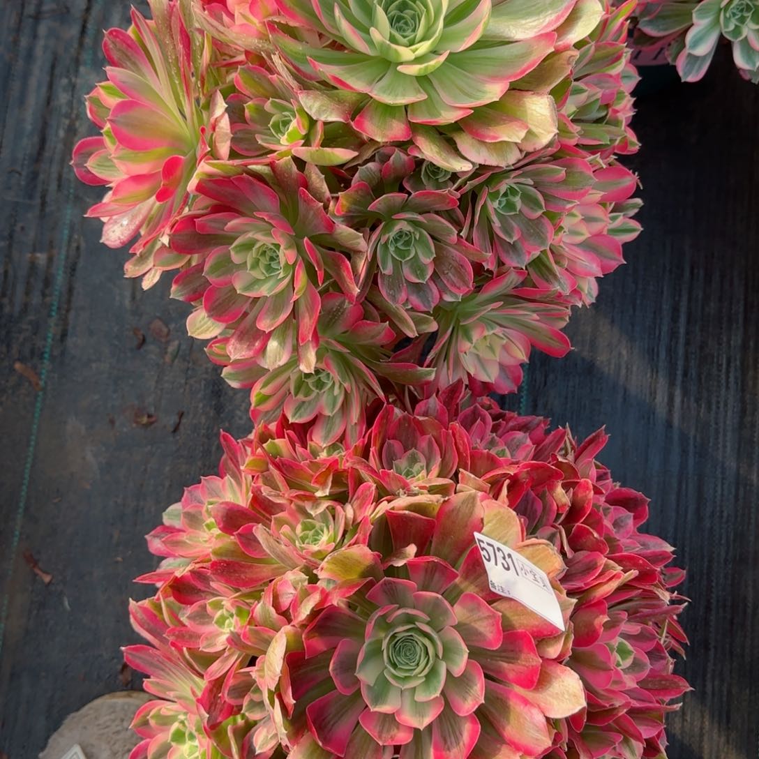 小*格男神多肉5733➕5731多肉