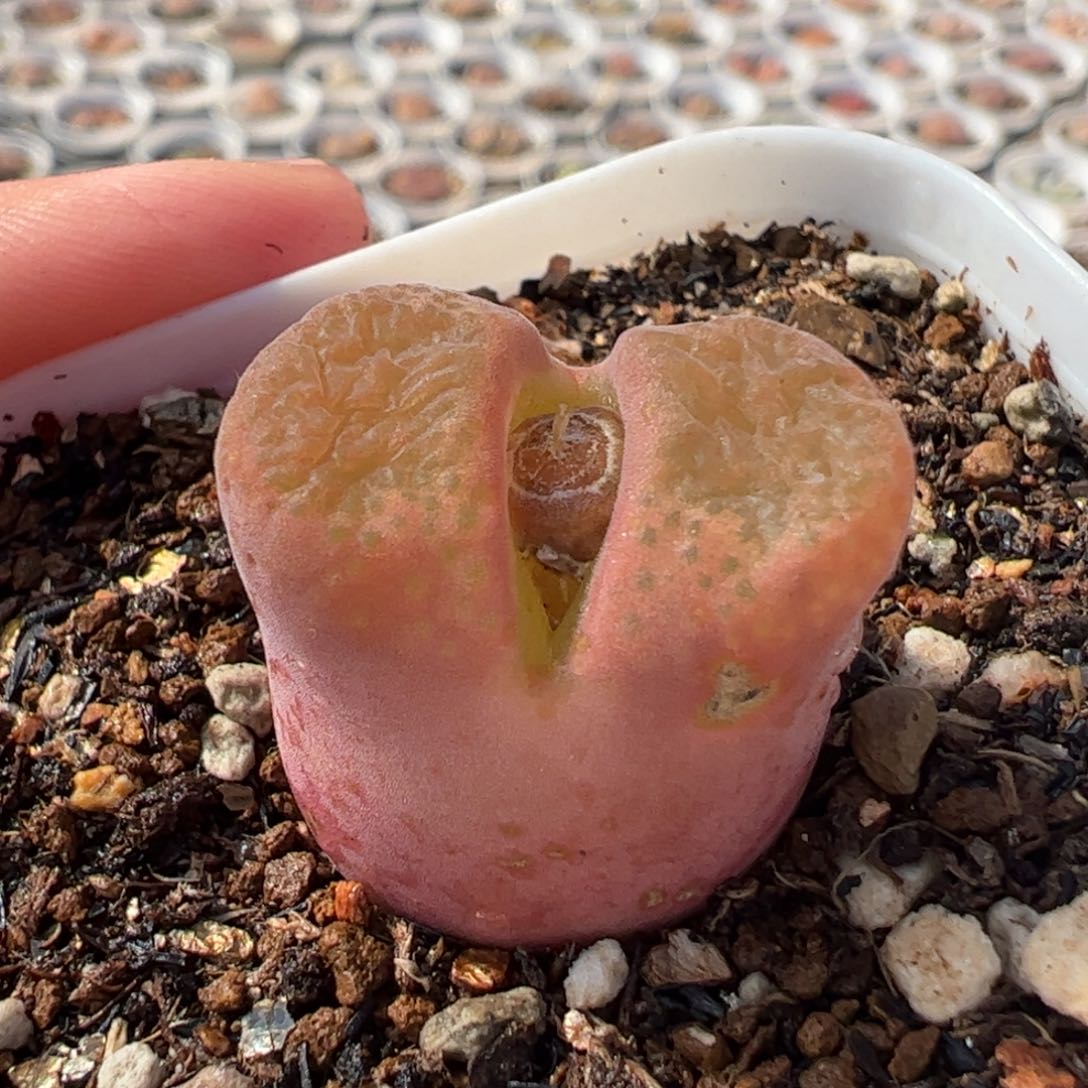 152多肉植物组合