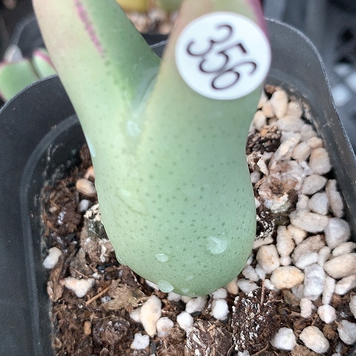 春**暖356号11111111111111