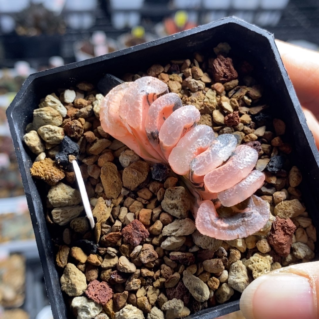 354号浮藻玉扇锦多肉