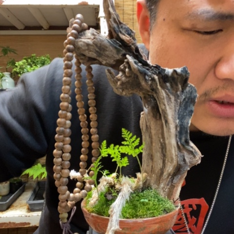 红陶A**海一物一拍所见即所得198