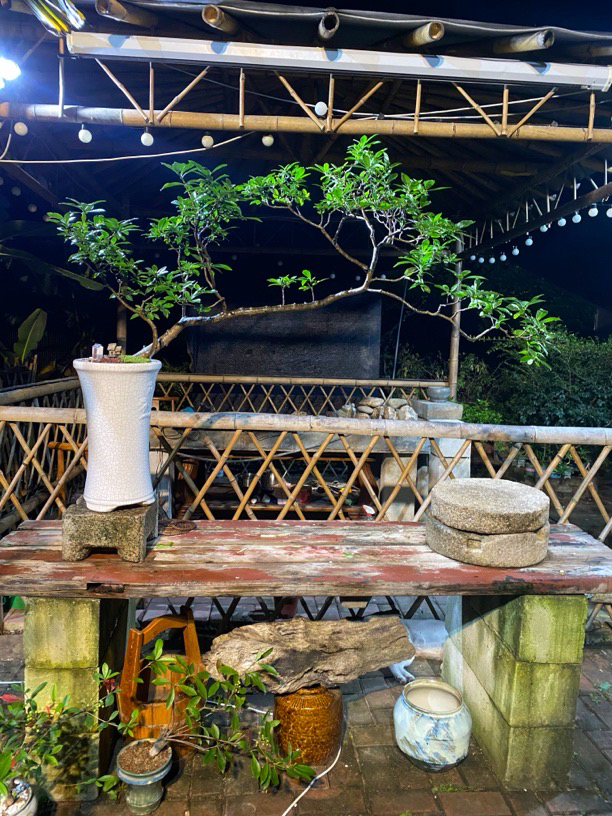 【在树下】绿精灵别墅造景海岛栀子花室内室外