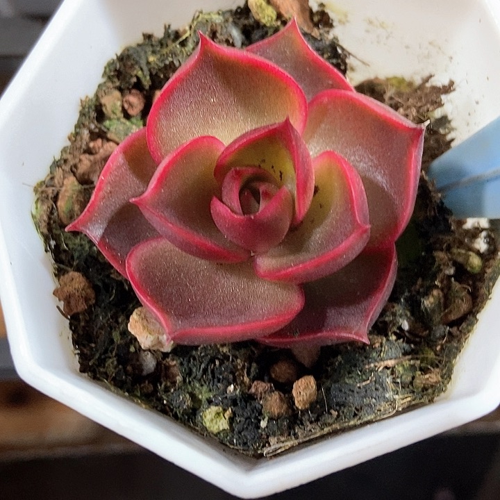 多肉植物红灯6061